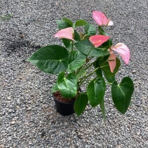 ANTORIO ROSADO