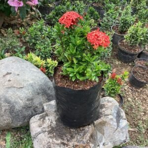 CORALILLO ROJO